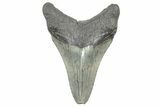 Fossil Megalodon Tooth - South Carolina #325721-1